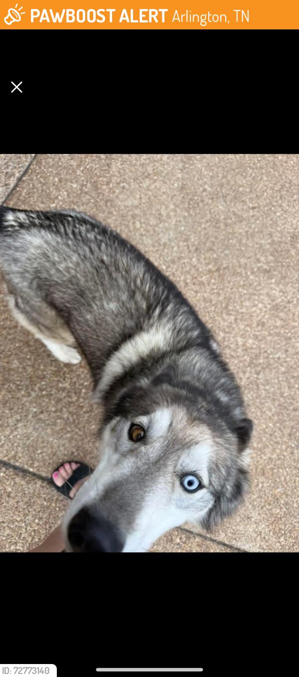 Found/Stray Female Dog last seen Milton Wilson , Arlington, TN 38002