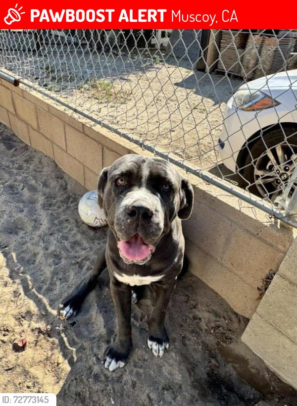 Lost Male Dog last seen Railroad tracks, Muscoy, CA 92407