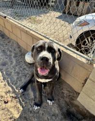 Lost Male Dog last seen Railroad tracks, Muscoy, CA 92407