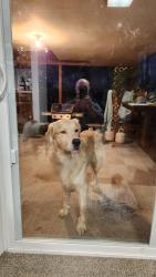 Found/Stray Male Dog last seen Fargo , Parma, ID 83660