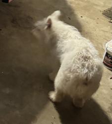 Found/Stray Unknown Dog last seen Highway 37 and CR 4899 Winnsboro, Winnsboro, TX 75494