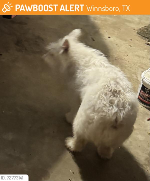 Found/Stray Unknown Dog last seen Highway 37 and CR 4899 Winnsboro, Winnsboro, TX 75494