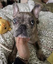 Lost Female Dog last seen Shahan lakeview ests, Little Elm, TX 75068