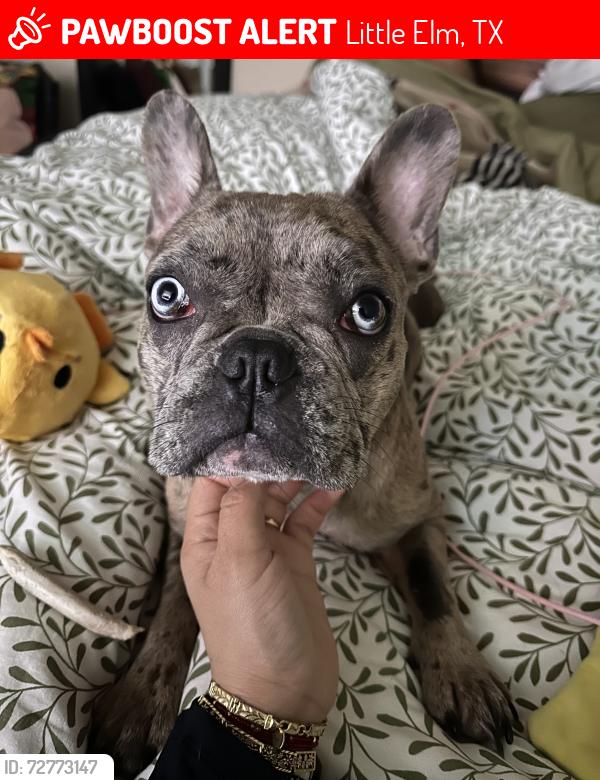 Lost Female Dog last seen Shahan lakeview ests, Little Elm, TX 75068