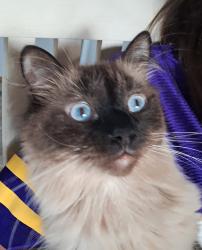 Lost Male Cat last seen Near 18th St S, Fargo, ND 58104