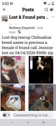 Lost Female Dog last seen Azure and Galway, North Las Vegas, NV 89081