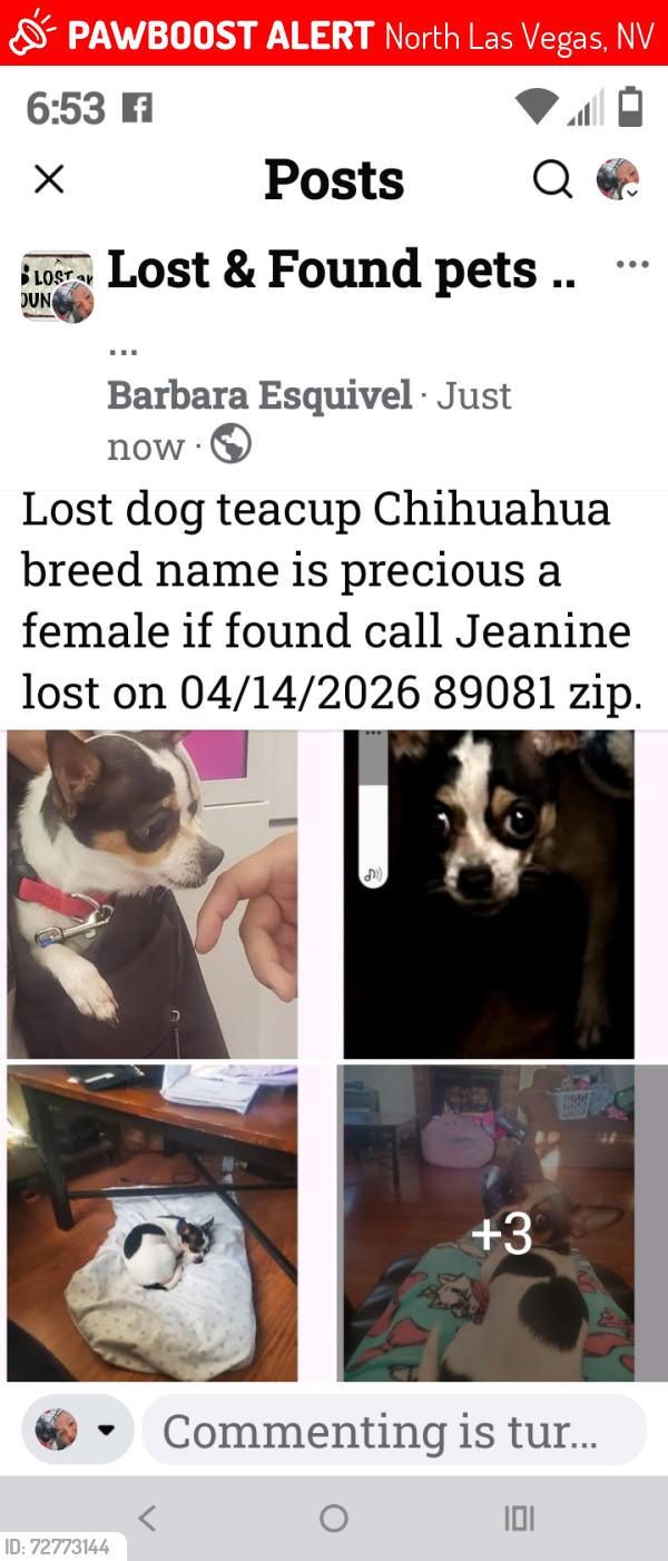 Lost Female Dog last seen Azure and Galway, North Las Vegas, NV 89081