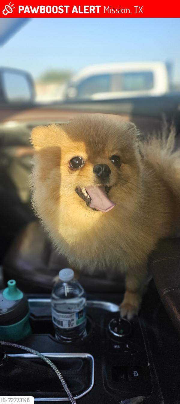 Lost Male Dog last seen Mission & Conway 107 by Devan Dr , Mission, TX 78573