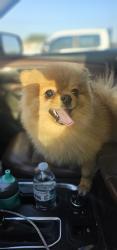 Lost Male Dog last seen Mission & Conway 107 by Devan Dr , Mission, TX 78573