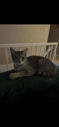 Lost Female Cat last seen 172st , Surrey, BC V3S