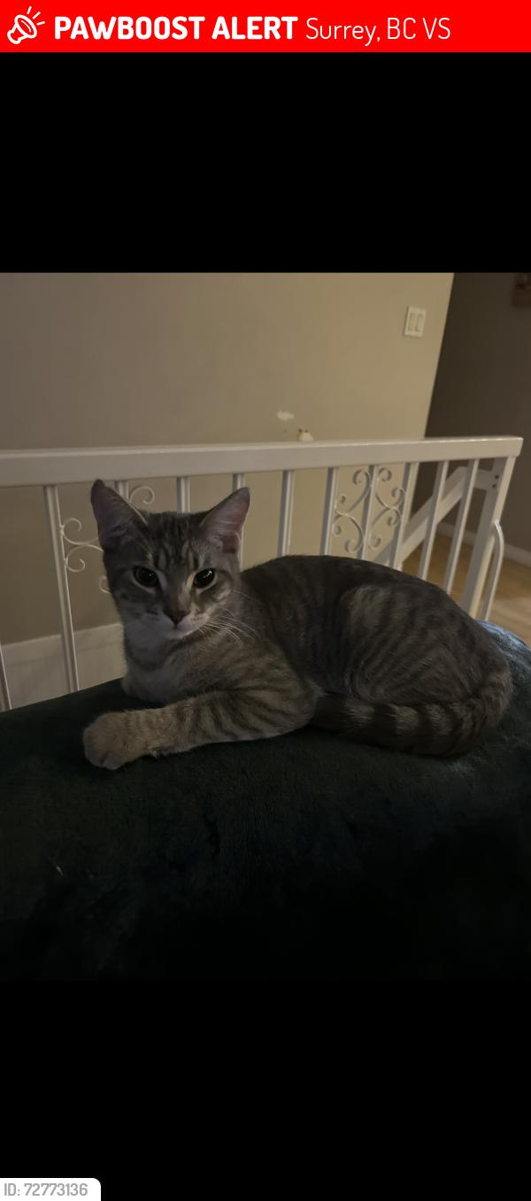 Lost Female Cat last seen 172st , Surrey, BC V3S