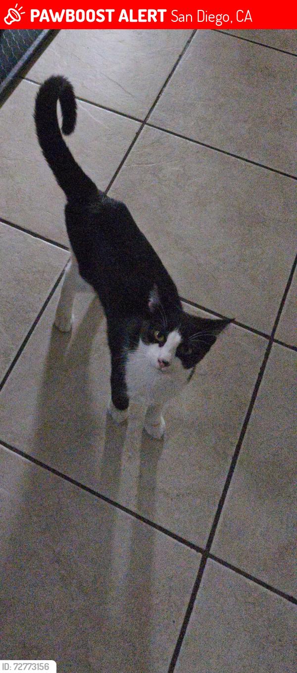 Lost Male Cat last seen Superior St, San Diego, CA 92113
