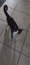 Lost Male Cat last seen Superior St, San Diego, CA 92113