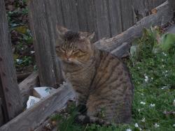 Lost Male Cat last seen Glisan and Burnside, Portland, OR 97230