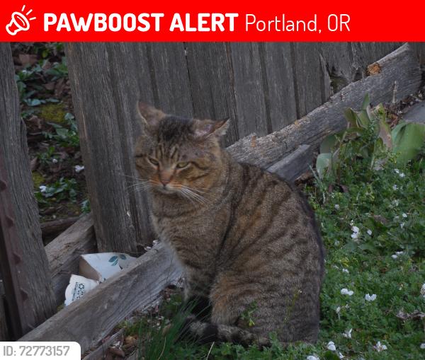 Lost Male Cat last seen Glisan and Burnside, Portland, OR 97230