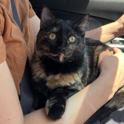 Lost Female Cat last seen Gov. Guy Hunt Rest Stop, Hanceville, AL 35077