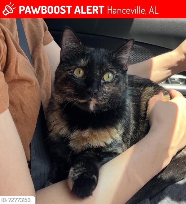 Lost Female Cat last seen Gov. Guy Hunt Rest Stop, Hanceville, AL 35077