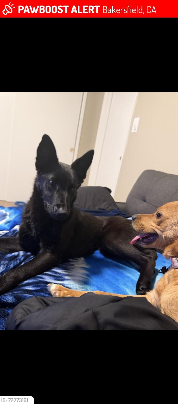 Lost Female Dog last seen South h and Julian , Bakersfield, CA 93304