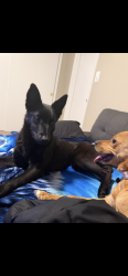 Lost Female Dog last seen South h and Julian , Bakersfield, CA 93304