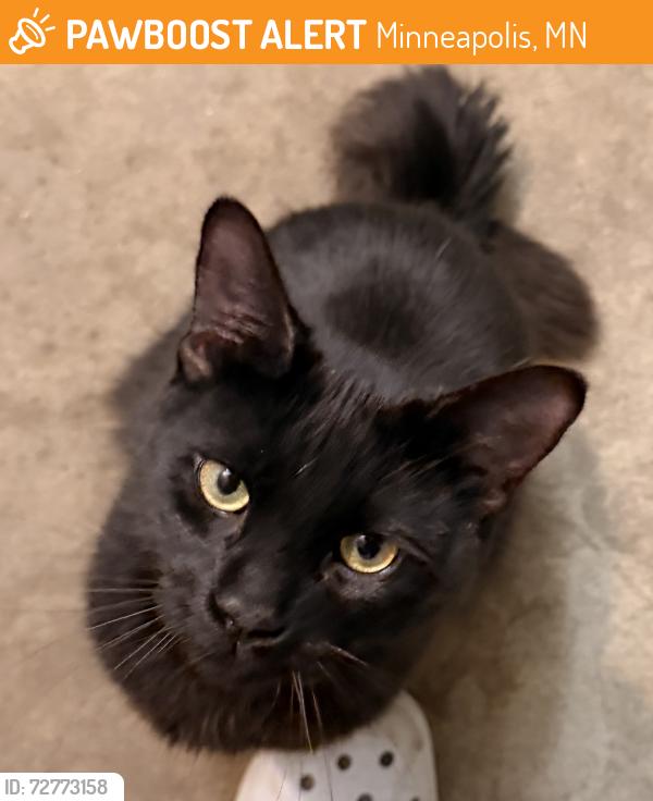 Found/Stray Male Cat last seen Cole Ave , Minneapolis, MN 55414