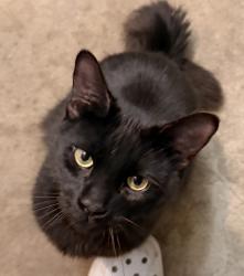Found/Stray Male Cat last seen Cole Ave , Minneapolis, MN 55414