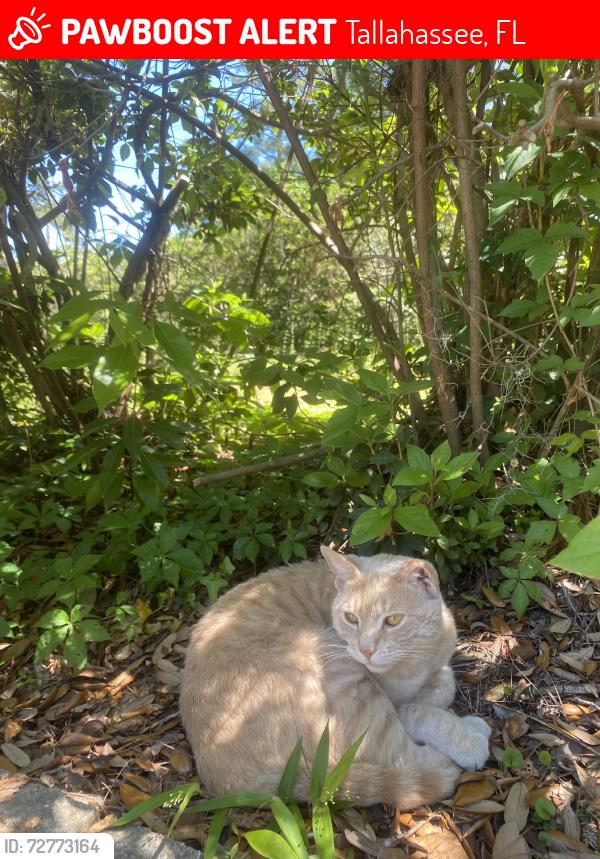 Lost Male Cat last seen Near the big hill off Monticello Dr, Tallahassee, FL 32303
