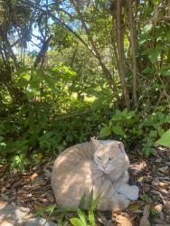 Lost Male Cat last seen Near the big hill off Monticello Dr, Tallahassee, FL 32303