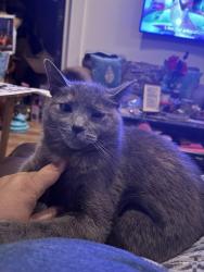 Lost Female Cat last seen Danbury place n governors , Hoffman Estates, IL 60169