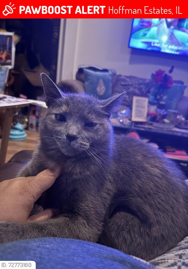 Lost Female Cat last seen Danbury place n governors , Hoffman Estates, IL 60169