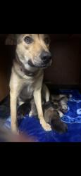 Lost Female Dog last seen Jasmine st in front of amazon, Victorville, CA 92392