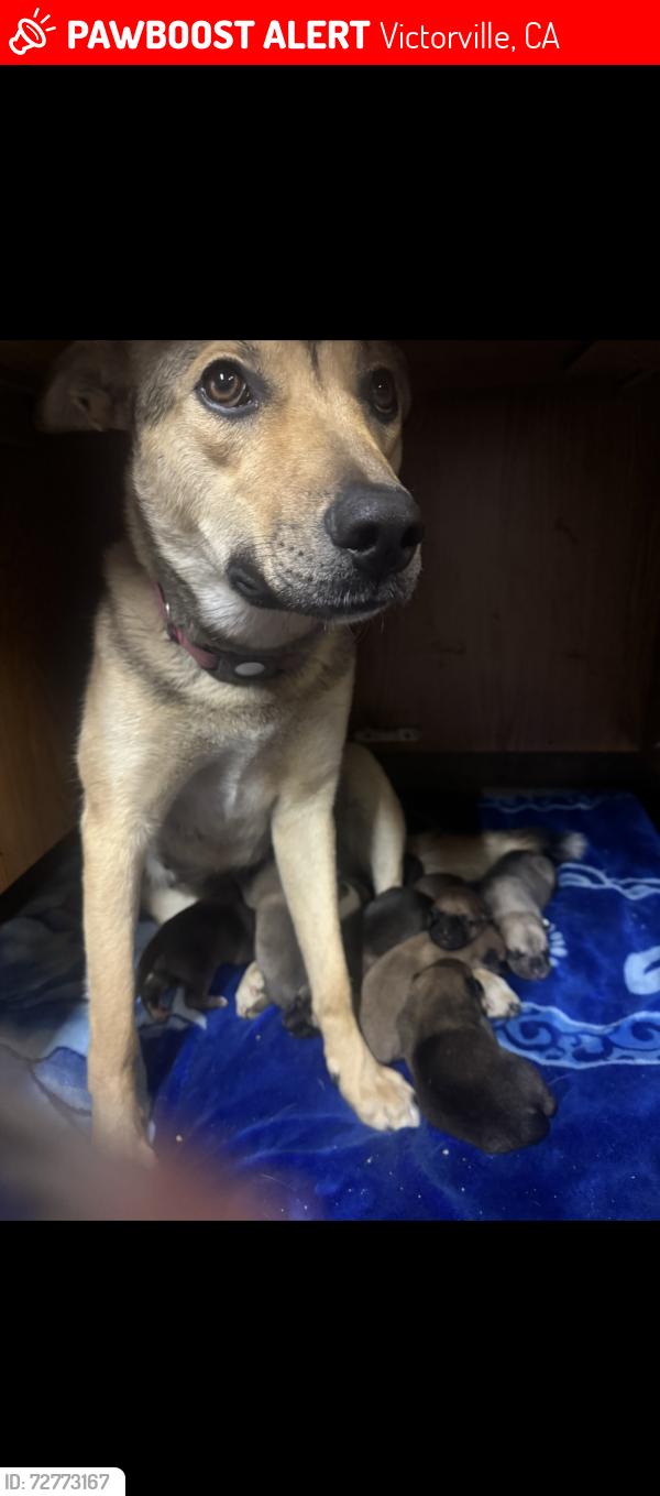 Lost Female Dog last seen Jasmine st in front of amazon, Victorville, CA 92392