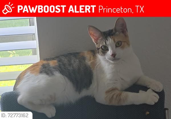 Lost Female Cat last seen Princeton meadows Blvd and Meadow wood Ln, Princeton, TX 75407
