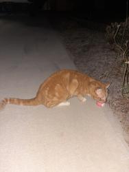 Found/Stray Unknown Cat last seen Bible Church, Spartanburg County, SC 29316