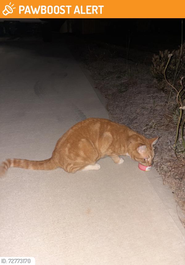 Found/Stray Unknown Cat last seen Bible Church, Spartanburg County, SC 29316