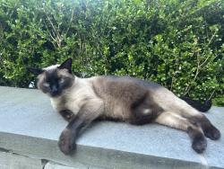 Lost Male Cat last seen Lanier Place NE, Atlanta, GA 30306