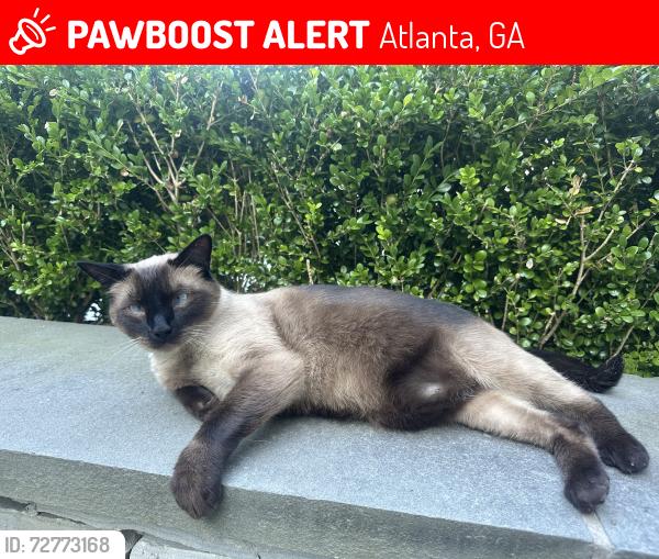 Lost Male Cat last seen Lanier Place NE, Atlanta, GA 30306