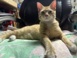 Found/Stray Male Cat last seen haverhill and le chalet , Palm Beach County, FL 33472