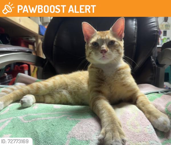 Found/Stray Male Cat last seen haverhill and le chalet , Palm Beach County, FL 33472