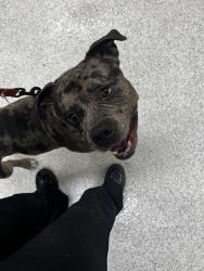 Found/Stray Male Dog last seen Valencia Ave and Haven Ave. , Rancho Cucamonga, CA 91730