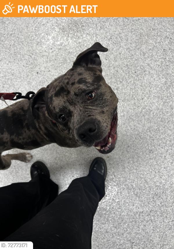 Found/Stray Male Dog last seen Valencia Ave and Haven Ave. , Rancho Cucamonga, CA 91730