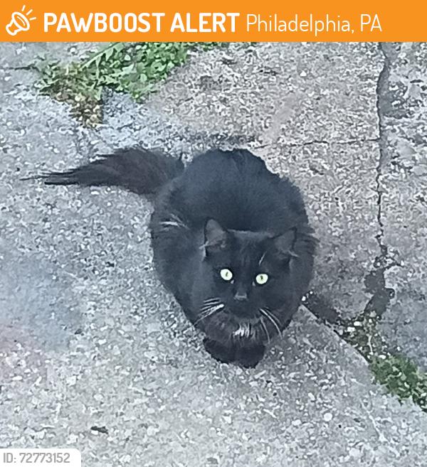 Found/Stray Unknown Cat last seen Oxford Ave and Bridge St, Philadelphia, PA 19124