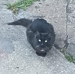 Found/Stray Unknown Cat last seen Oxford Ave and Bridge St, Philadelphia, PA 19124