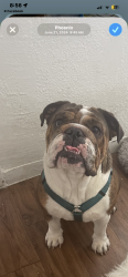 Lost Female Dog last seen 63rd ave camelback , Glendale, AZ 85301