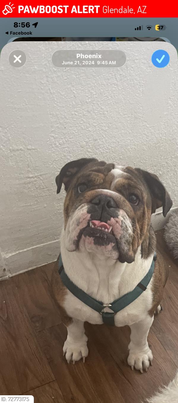 Lost Female Dog last seen 63rd ave camelback , Glendale, AZ 85301
