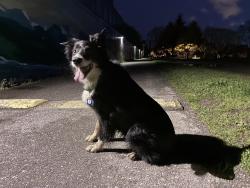 Found/Stray Unknown Dog last seen Grandview park vancouver, Vancouver, BC V5L 2T4