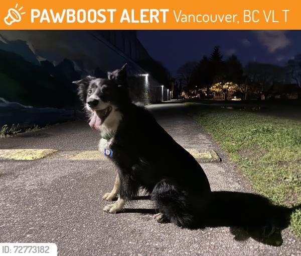 Found/Stray Unknown Dog last seen Grandview park vancouver, Vancouver, BC V5L 2T4