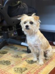 Lost Female Dog last seen Larimore Ave , La Puente, CA 91744