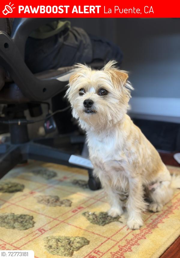 Lost Female Dog last seen Larimore Ave , La Puente, CA 91744