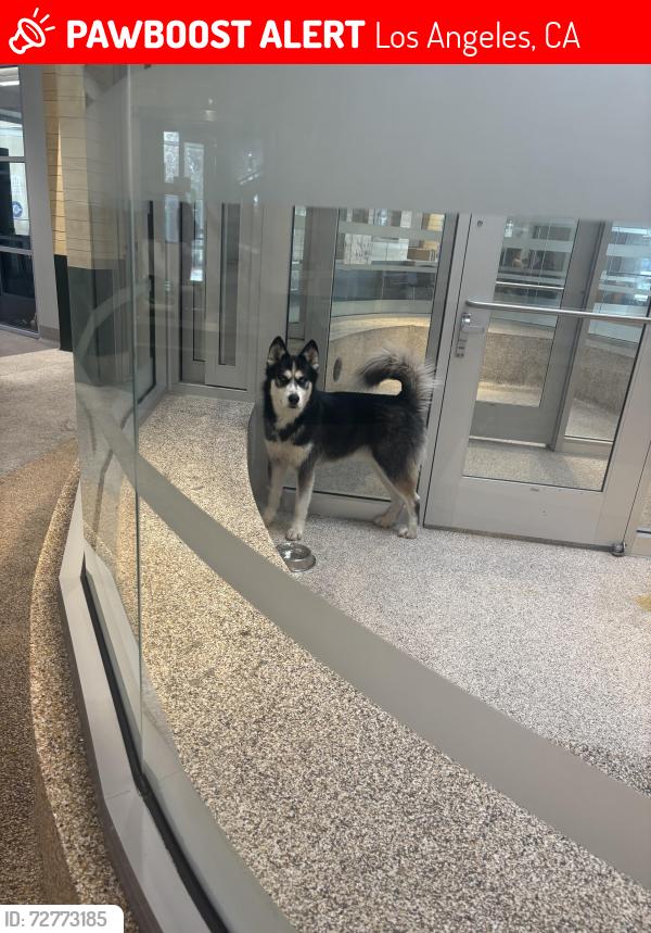 Lost Male Dog last seen Near east 41 place, Los Angeles, CA 90011