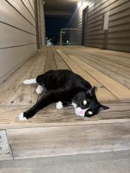 Found/Stray Unknown Cat last seen 108th and Blondo, Omaha, NE 68164